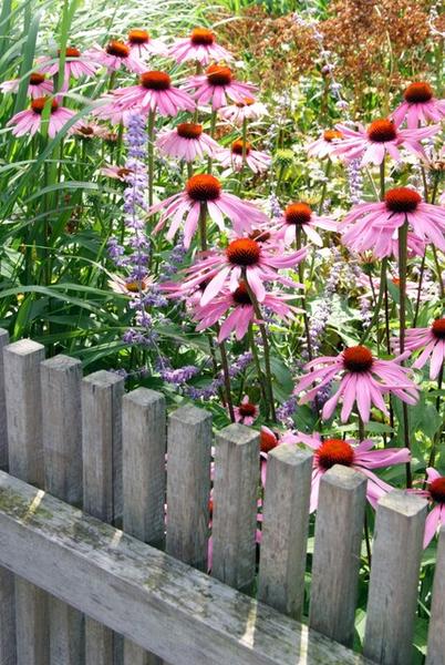 Echinacea p. 'Magnus' - ↕10-25cm - Ø9cm - 60x