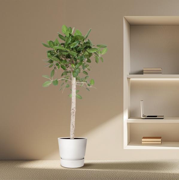 Ficus Benghalensis boom - 180 cm - ø40