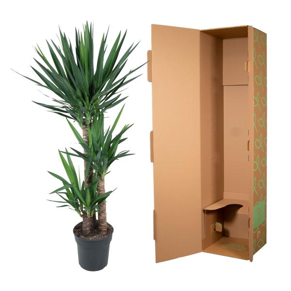 Yucca Éléphantipe - 140 cm - ø27