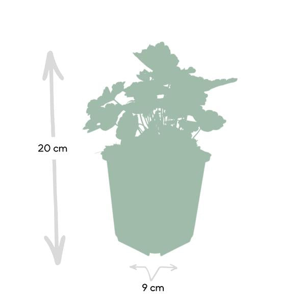 Heuchera mic. 'Palace Purple' - ↕10-25cm - Ø9cm - 6x