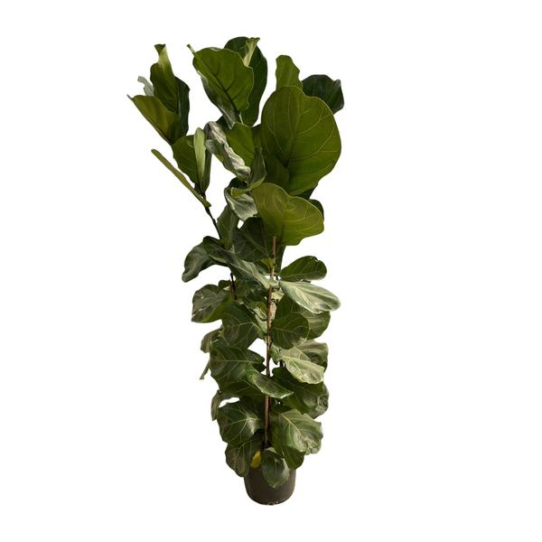 Arbuste Ficus Lyrata - 170 cm - Ø30
