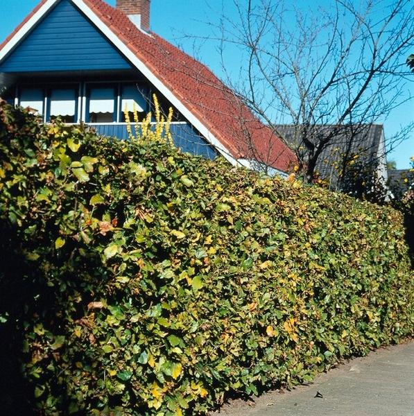 Fagus sylvatica - Racine nue - 60/80 - 50x