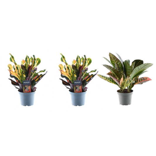 3x Mélange Croton Codiaeum - 30 cm - ø12