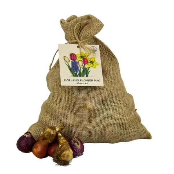 Flowerbulbs Amsterdam - Medium Holland Mix - Sachet de valeur durable, 50 bulbes de fleurs pour 1 m2 de splendeur florale - Taille 12+