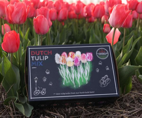 Flowerbulbs Amsterdam - Mélange de tulipes hollandaises - Boîte de luxe grande, 90 bulbes de fleurs pour 2,5 m2 de splendeur florale - Taille 12+