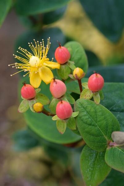 Hypericum inodorum 'Annebel' - ↕10-25cm - Ø9cm - 60x
