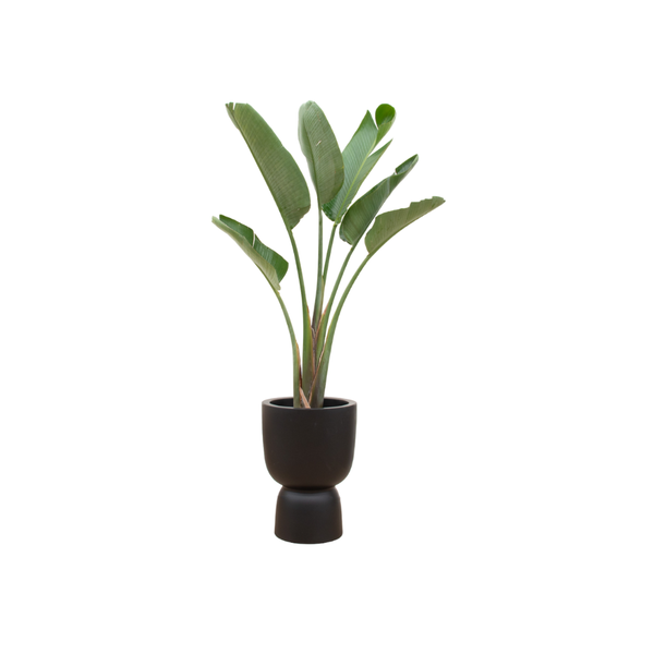 Offre combinée - Strelitzia Augusta avec elho Pure Coupe noir Ø41 - 210 cm