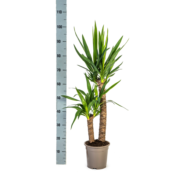 Yucca Éléphantipes Ø19cm - ↕80cm