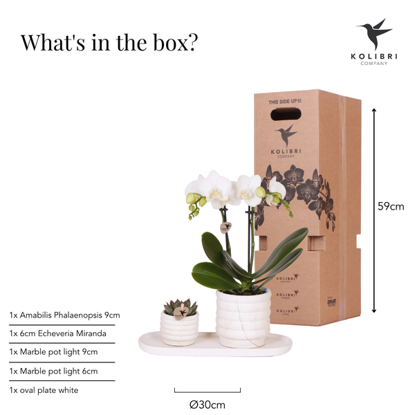 Compagnie des Colibris | Ensemble de plantes Slow Living petit | Orchidée Phalaenopsis blanche Lausanne et succulentes avec pots décoratifs en céramique sur plateau biologique blanc