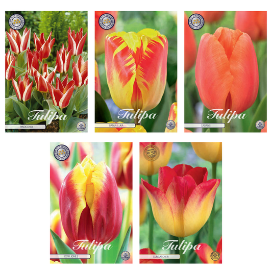 Tulipa - Mélange de bulbes à fleurs (13) - 5 variétés - 44 bulbes