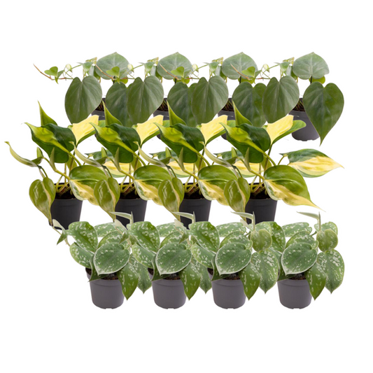 12x Mélange de Philodendron Scandens