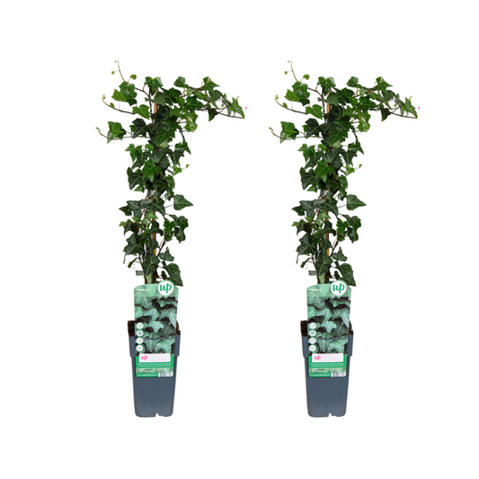 Hedera helix - 2 pièces - Ø15cm - ↕65cm