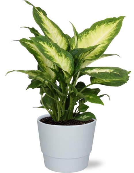 Dieffenbachia Camilla - Ø12cm - ↕35cm + Pot Basic D14,5x12cm - Wit