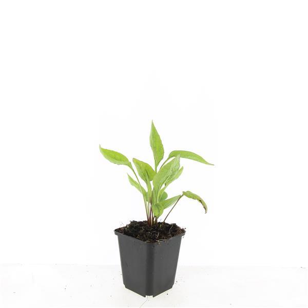 Echinacea p. 'White Swan' - ↕10-25cm - Ø9cm - 60x