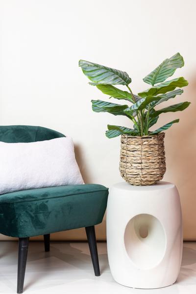 Plante artificielle - Calathea Orbifolia - Plante d'ombrage - 60 cm