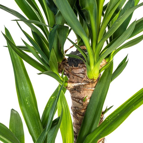 Yucca Éléphantipes Ø19cm - ↕80cm