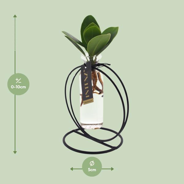 Clusia In Lima Glas + Ijzer - Ø5cm - ↕10cm