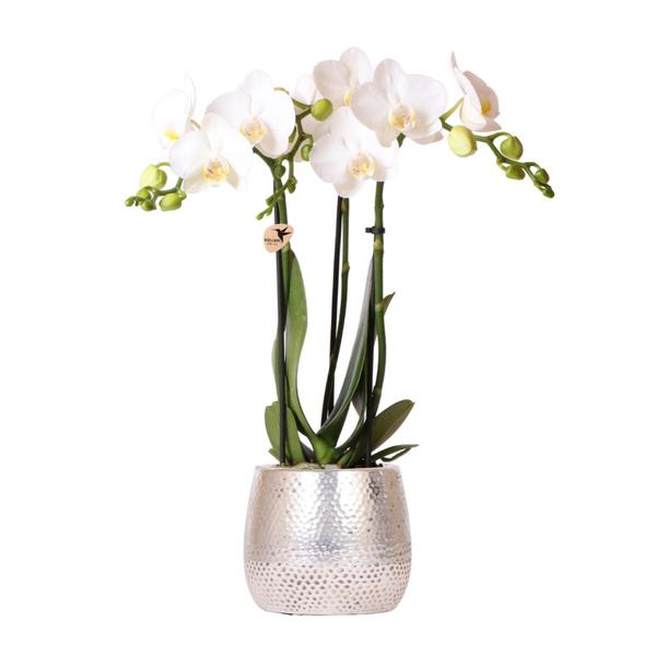 Orchidées colibris | Orchidée Phalaenopsis blanche - Amabilis + Elite pot argent - taille du pot Ø9cm - 35cm haut | plante d'intérieur à fleurs - fraîchement sortie du producteur