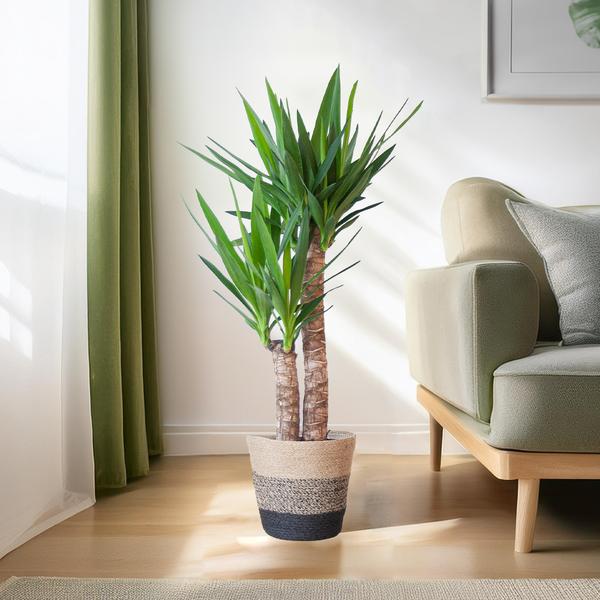 Yucca Elephantipes avec Panier Lisbonne noir - 90cm - Ø21