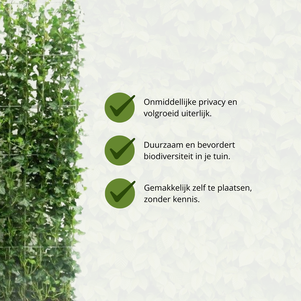 Hedera Hibernica - Lierre - Haie prête à l'emploi | ↔120cm - ↨120cm