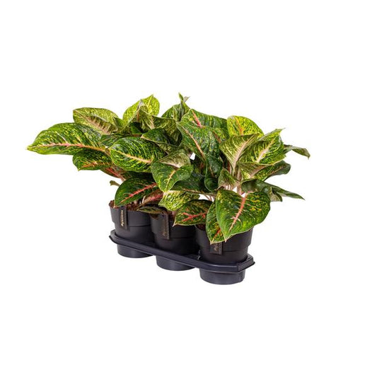 Aglaonema Printemps Rouge - Ø19cm - ↕60cm