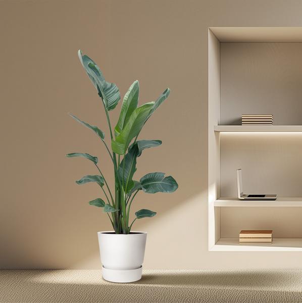 Strelitzia Nicolai XXL - 220 cm - ø27