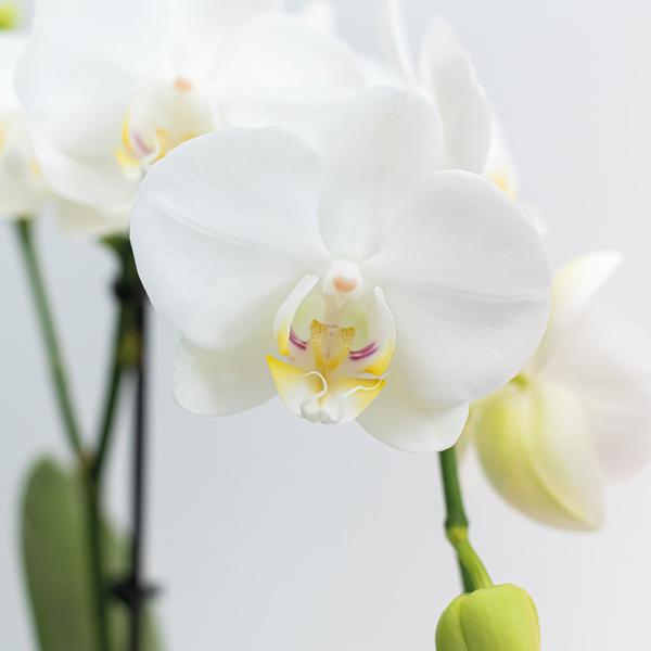 Orchidées colibris | COMBI DEAL de 2 orchidées Phalaenopsis blanches - Amabilis - taille du pot Ø9cm | plante d'intérieur à fleurs - fraîchement sortie du producteur