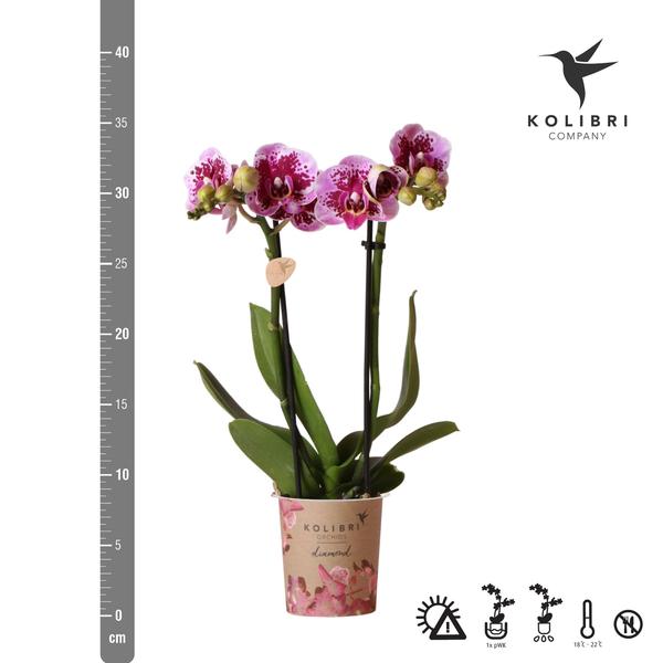 Orchidées colibris | Orchidée phalaenopsis violet rose - Salvador - taille du pot Ø9cm | plante d'intérieur à fleurs - fraîchement sortie du producteur