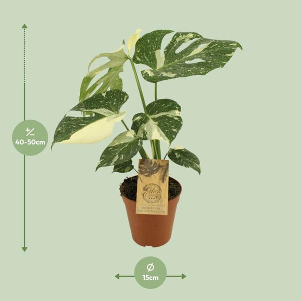 Constellation Monstera Thaï - Ø15cm - ↕50cm