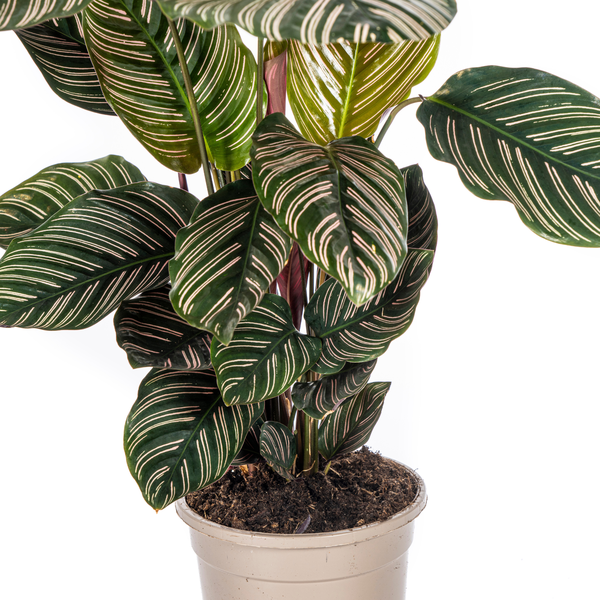 Calathea Ornata Sanderiana Ø17cm - ↕45cm