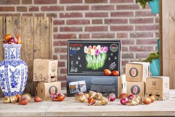 Flowerbulbs Amsterdam - Mélange de tulipes hollandaises - Boîte de luxe grande, 90 bulbes de fleurs pour 2,5 m2 de splendeur florale - Taille 12+