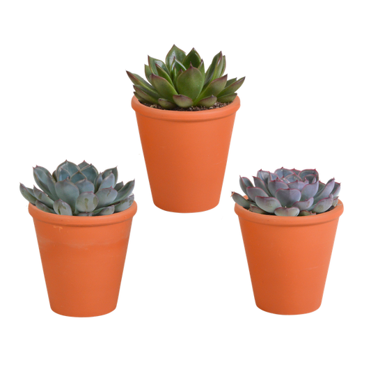 Echeveria mix 8.5 cm - 3x - in terracotta pot