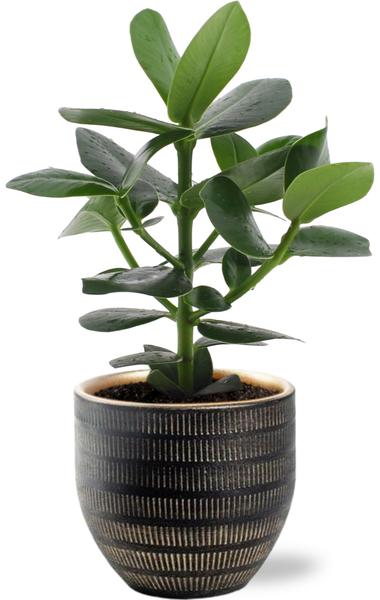 Clusia Rosea Princess - Ø12cm - ↕15cm + Beau Pot D14x13cm - Noir