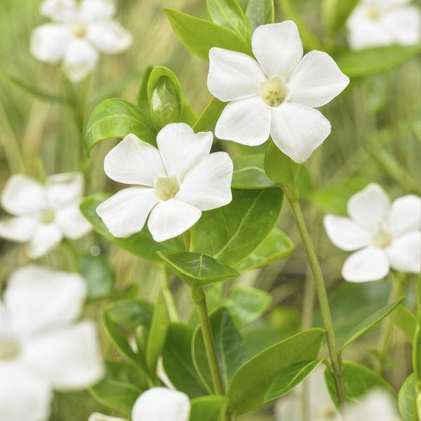 Vinca major 'Alba' - ↕10-25cm - Ø9cm - 60x