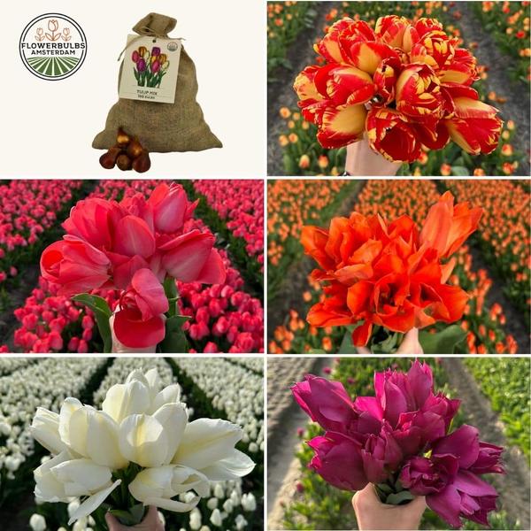Flowerbulbs Amsterdam - Super Tulip Mix - Sachet de valeur durable, 100 bulbes de fleurs pour 2,5 m2 de splendeur florale - Taille 12+