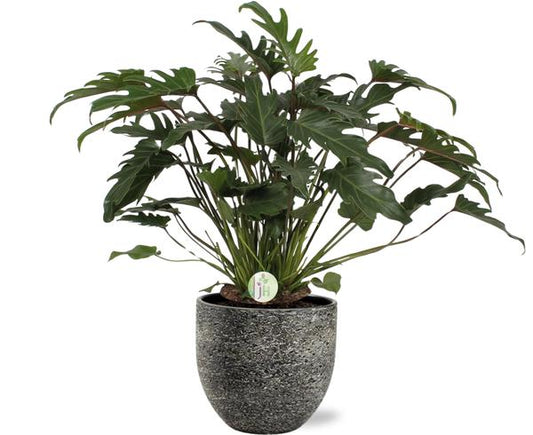 Philodendron Xanadu - Ø21cm - ↕65cm + Tim Pot D24x22cm - Zwart Wit