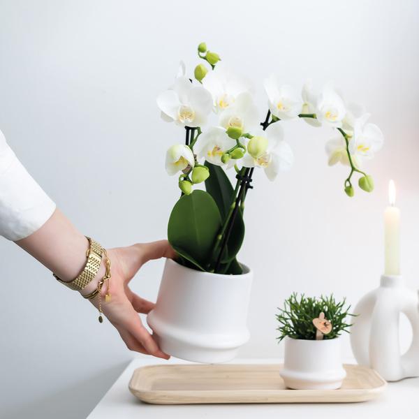 Orchidées colibris | COMBI DEAL de 2 orchidées Phalaenopsis blanches - Amabilis - taille du pot Ø9cm | plante d'intérieur à fleurs - fraîchement sortie du producteur