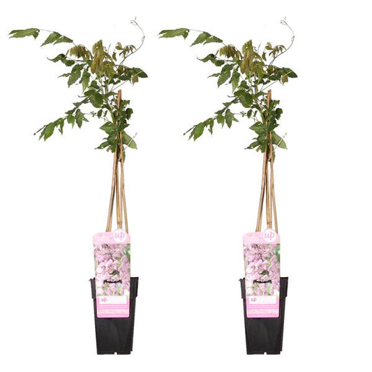 2x Glycine floribunda 'Rosea' - ↨65cm - Ø15