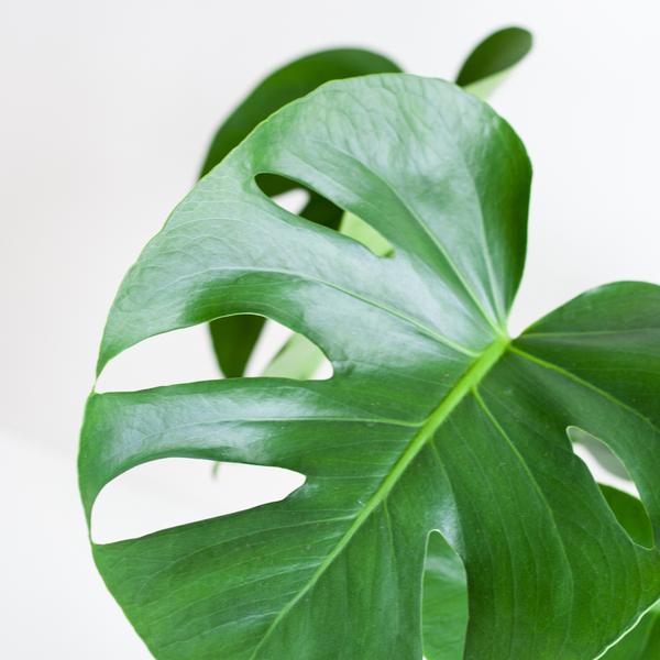 Monstera Deliciosa avec panier Lisbon noir - 50cm - Ø17