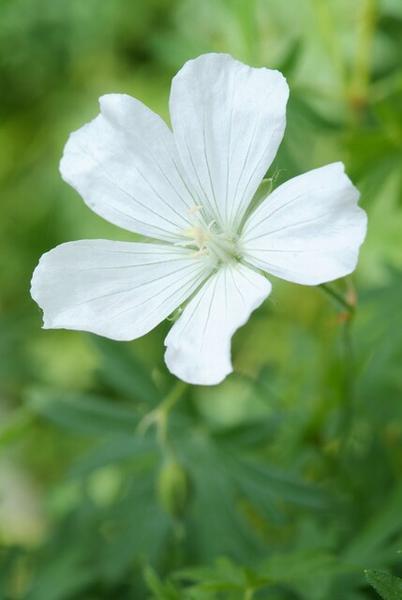Geranium sang. 'Album' - ↕10-25cm - Ø9cm - 60x