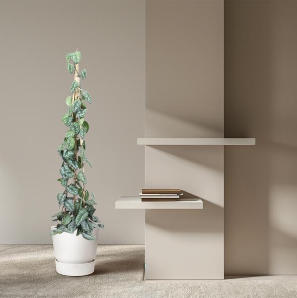 Scindapsus Pictus Trebie piramide - 160 cm - ø27