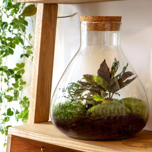 Terrarium bottle - Model: Sammie - Closed terrarium ↑ 26,5 cm