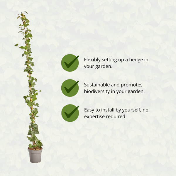 Hedera Hibernica - Lierre - Collé - ↨150 - 175 cm