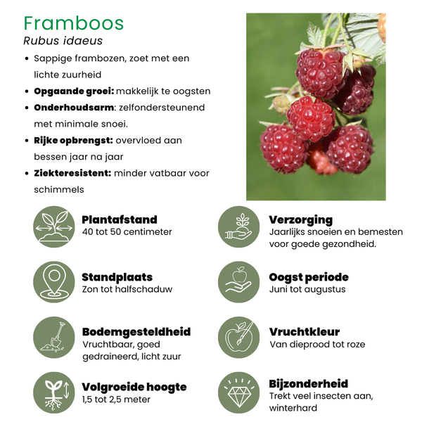 "Fruit oasis" BIO Mélange de plantes fruitières ensemble de 5 types différents