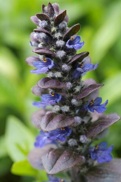 Ajuga reptans 'Catlin's Giant' - ↕10-25cm - Ø9cm - 60x