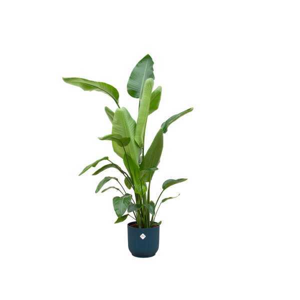 Strelitzia Nicolai incluant elho Vibes Fold Round bleu - 160cm - Ø30