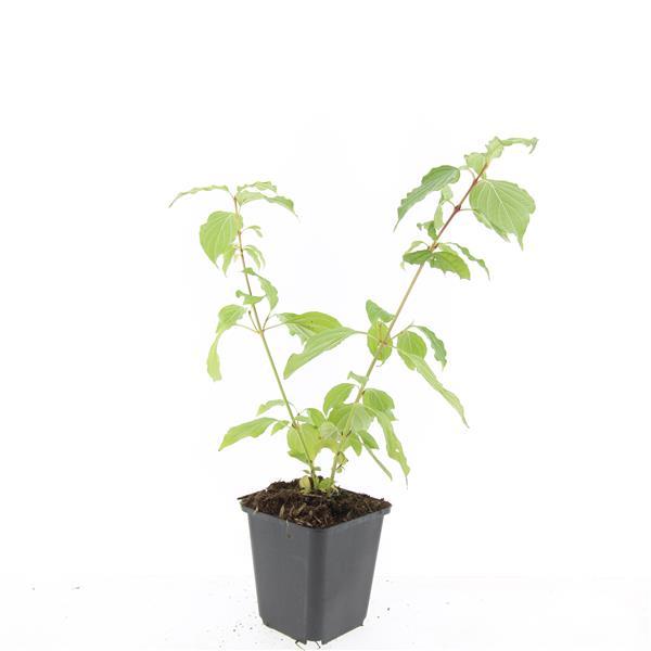 Cornus sang. 'Anny's Winter Orange' - ↕10-25cm - Ø9cm - 60x
