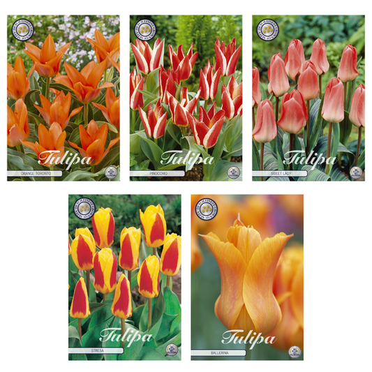 Tulipa - Mélange de bulbes à fleurs (8) - 5 variétés - 38 bulbes