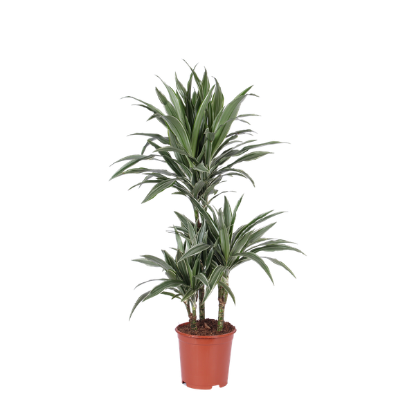 Dracaena Warneckii Ø21cm - ↕65cm
