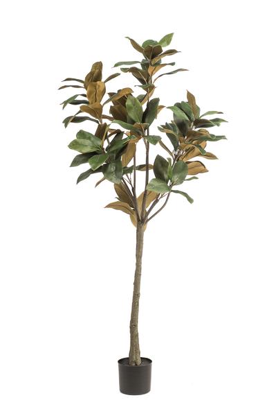 Plante artificielle - Magnolia grandiflora - 150 cm